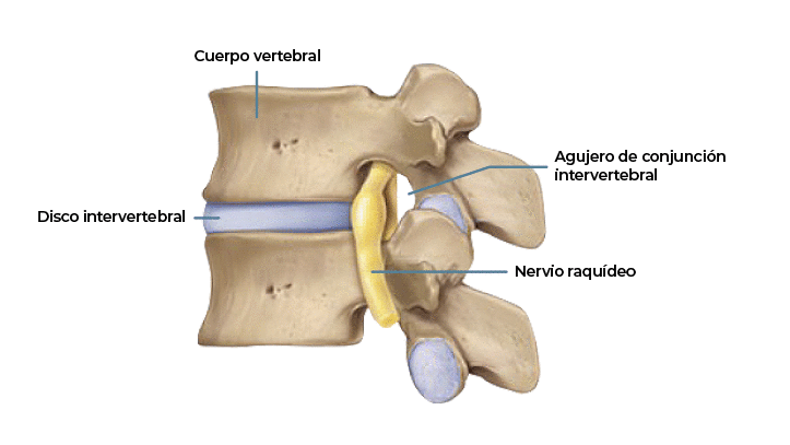 Detalle de una vertebra | Primspine