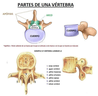 Partes de una vertebra | Primspine