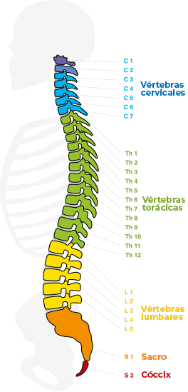 Tipos de vertebras | Primspine